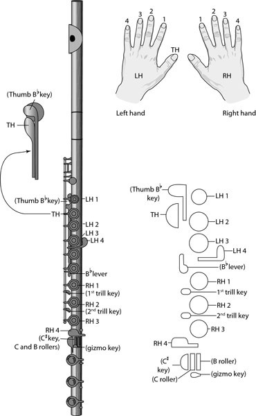 parts of a flute diagram